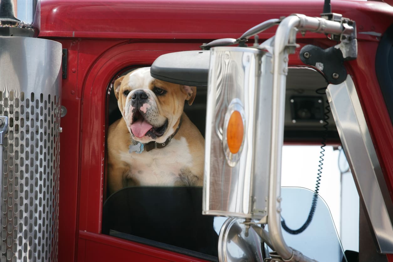 "Trucker bulldog with his tongue hanging out. Shot with Canon 1Ds Mark II, slight color saturation and vignette added."